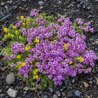 NatureNest | Kruiptijm Coccineus set van 3 | Thymus praecox 'Coccineus' | Bodembedekkende vaste plant