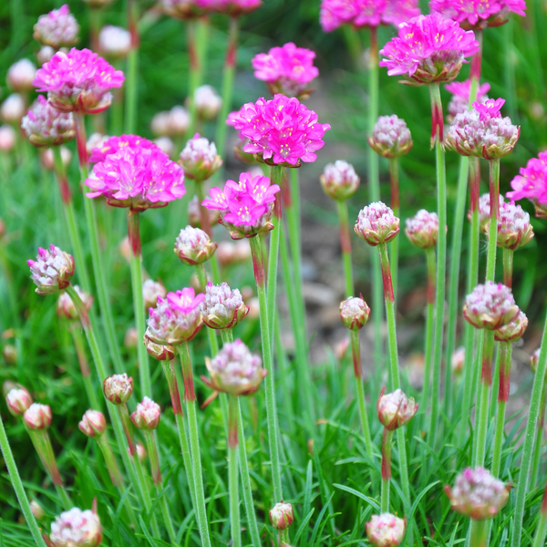 Armeria maritima 'Splendens' (Engels gras Splendens), set van 3, bodembedekker
