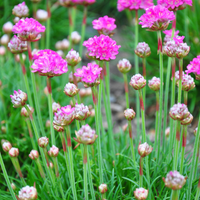 Armeria maritima 'Splendens' (Englisches Gras 'Splendens'), 3er-Set, Bodendecker