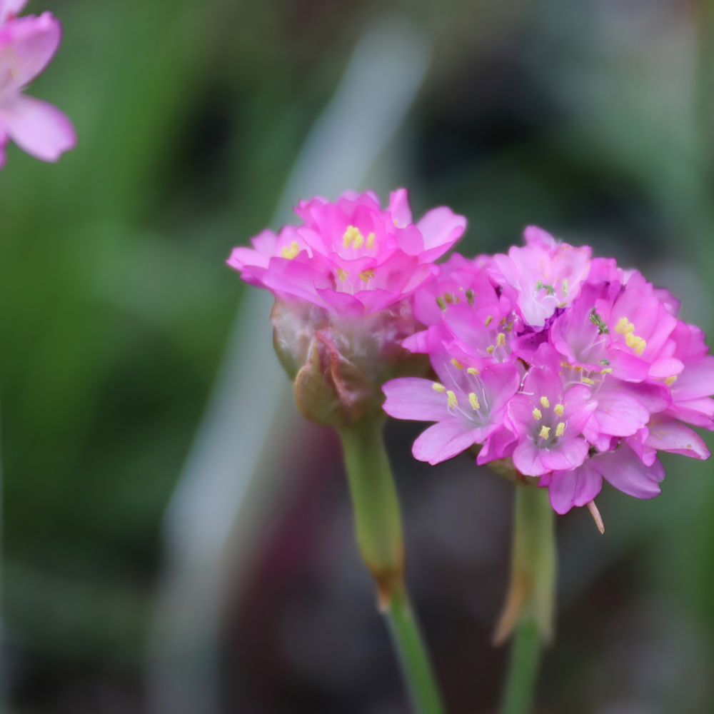 Armeria maritima 'Splendens' (Englisches Gras 'Splendens'), 3er-Set, Bodendecker