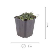 NatureNest | Kruiptijm Coccineus set van 3 | Thymus praecox 'Coccineus' | Bodembedekkende vaste plant