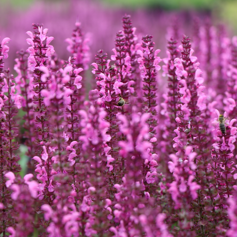 NatureNest Border Package Felice