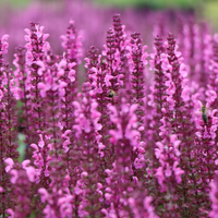 NatureNest Border Package Felice