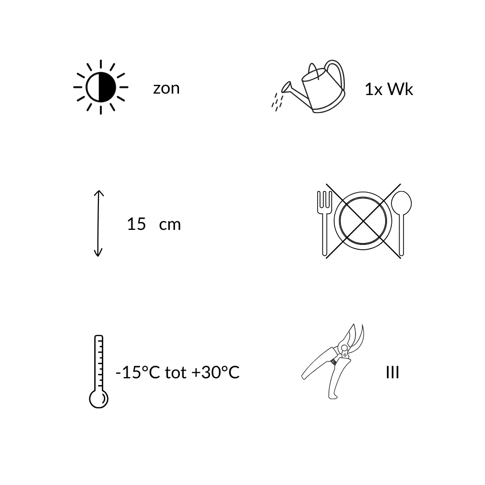 NatureNest | Kruiptijm Coccineus set van 3 | Thymus praecox 'Coccineus' | Bodembedekkende vaste plant