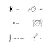 NatureNest | Kruiptijm Coccineus set van 3 | Thymus praecox 'Coccineus' | Bodembedekkende vaste plant