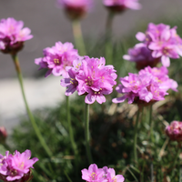 Armeria maritima 'Splendens' (Englisches Gras 'Splendens'), 3er-Set, Bodendecker