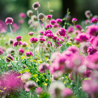 Armeria maritima 'Splendens' (Englisches Gras 'Splendens'), 3er-Set, Bodendecker