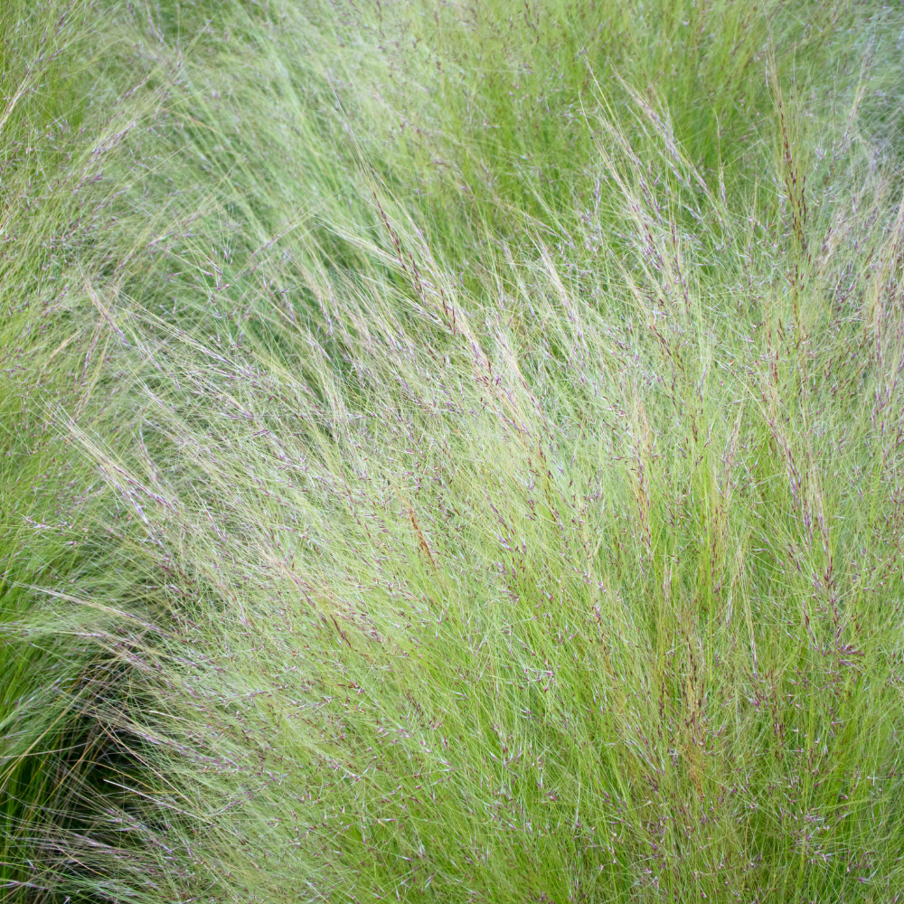 NatureNest Border Package Felice