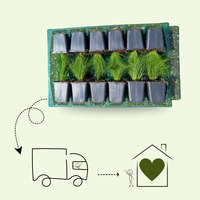 Aster Ageratoides 'Asran'