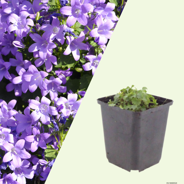 3  Dalmatiëklokje ‘Campanula portenschlagiana’ Ø9 cm ↕15 cm