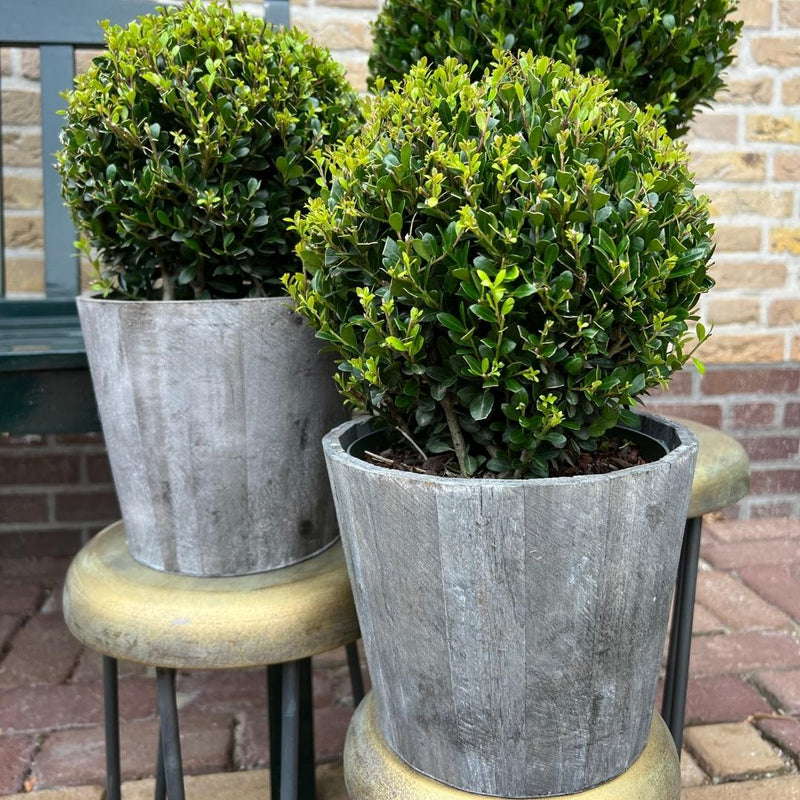 Set van 2 hulstplanten in bolvorm met houten sierpot - Ilex Crenata Jenny 20 cm diameter - 2 stuks