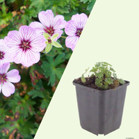 3 Ooievaarsbek ‘Geranium cinereum Ballerina’ Ø9 cm ↕15 cm