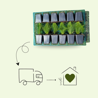 3 Asterplanten ‘Aster ageratoides Asran’ Ø9 cm ↕15 cm