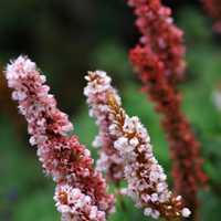 NatureNest Border Package Rosie