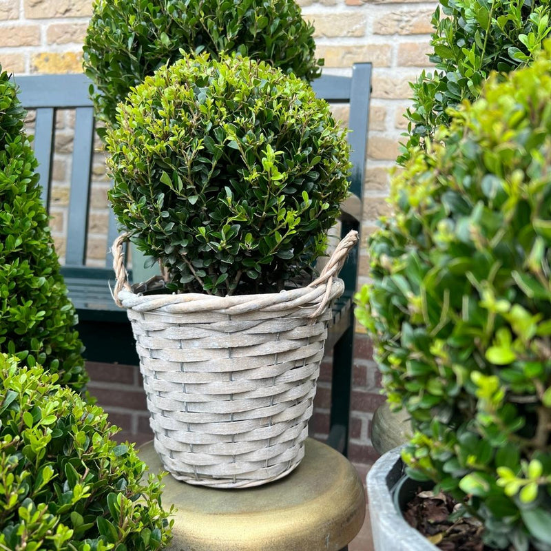 Set van 2 hulstplanten in bolvorm met rietenmand - Ilex Crenata Jenny 20 cm diameter - 2 stuks