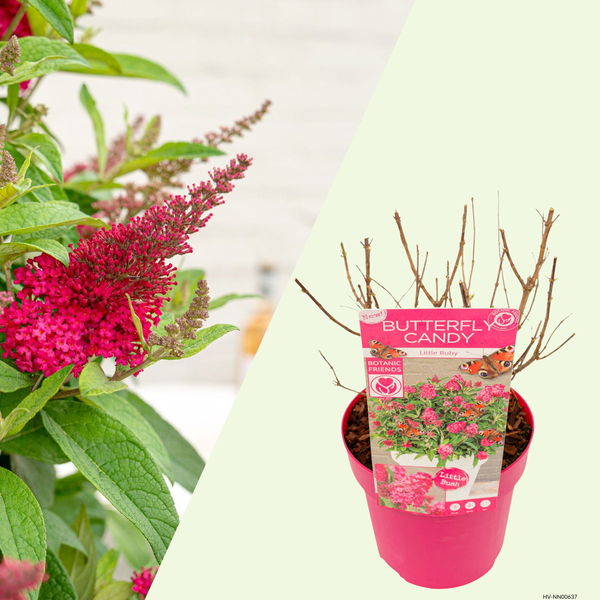 Buddleja Butterfly Candy Little Ruby (Vlinderstruik) Robijnrode bloempluimen