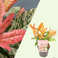 Photinia serratifolia Pink Crispy (Glansmispel Pink Crispy) Set van 3, wintergroene heester