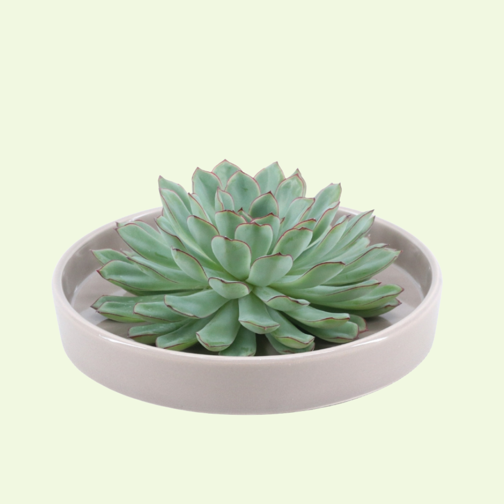 1 Succulent ‘Echeveria Pulidonis’ Ø12–14 cm ↕5 cm