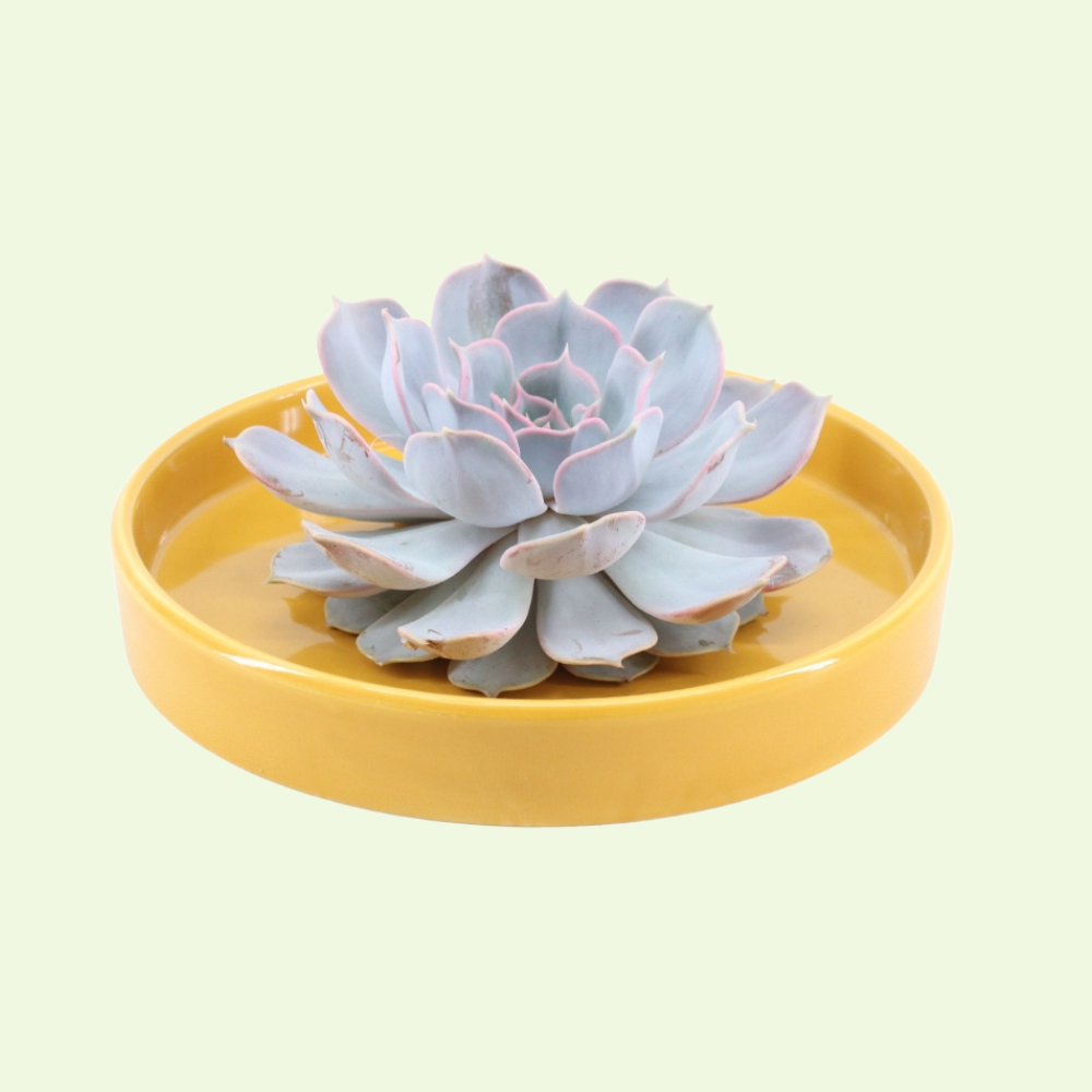 1 Succulent ‘Echeveria Lilacina’ Ø12–14 cm ↕5 cm