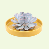 1 Succulent ‘Echeveria Lilacina’ Ø12–14 cm ↕5 cm