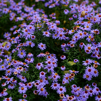 Wilde Natuurborder set van 12, 24, 48, 60 of 120 planten