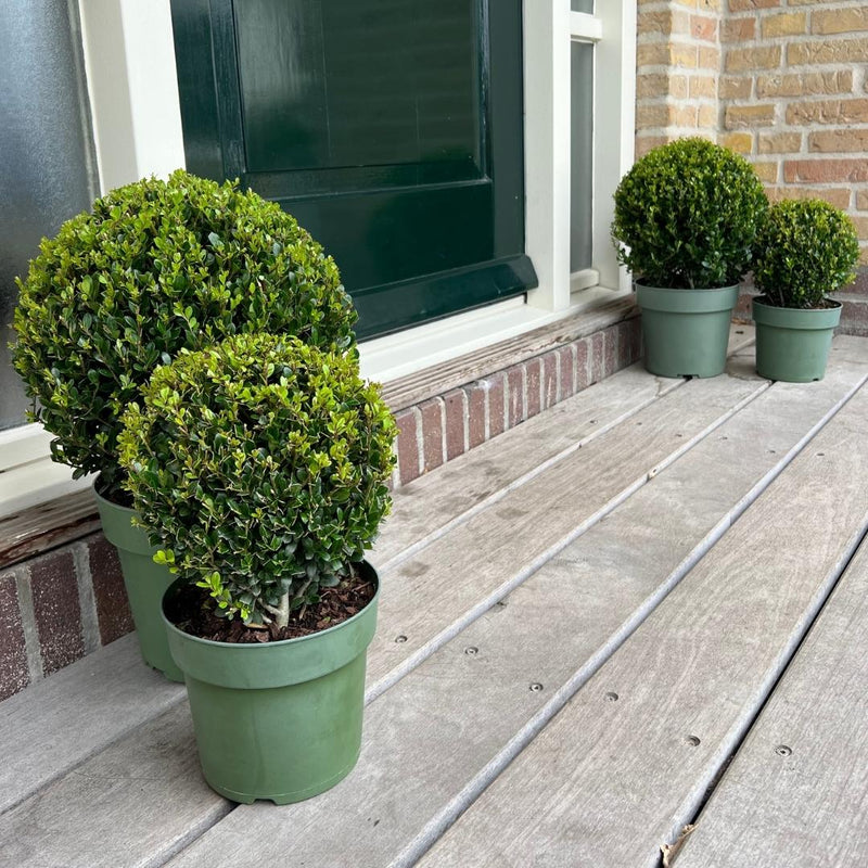 Set van 2 hulstplanten in bolvorm - Ilex Crenata Jenny 20 cm diameter - 2 stuks