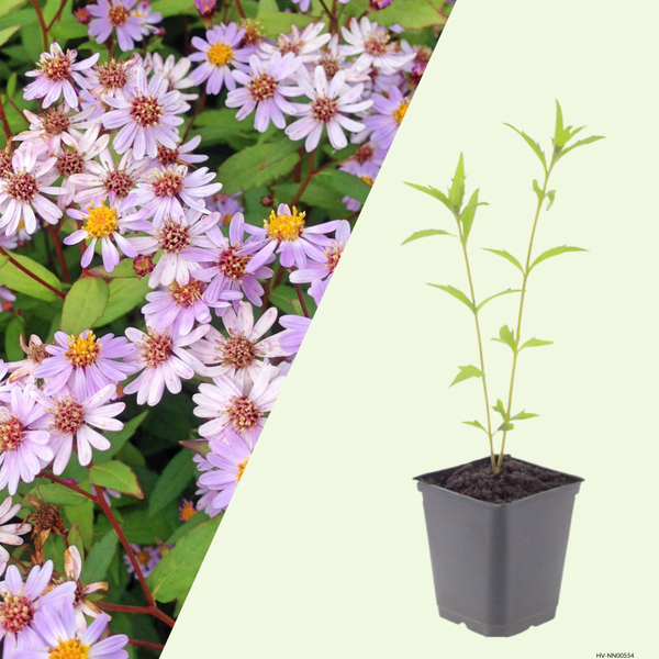 3 Zomeraster ‘Kalimeris incisa Blue Star’ Ø9 cm ↕15 cm
