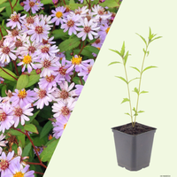 3 Zomeraster ‘Kalimeris incisa Blue Star’ Ø9 cm ↕15 cm