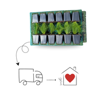 1 Snackpaprika plant rood Ø14 cm ↕40 cm