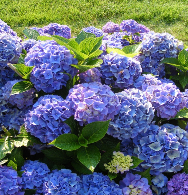 NatureNest Hortensia | 8 stuks