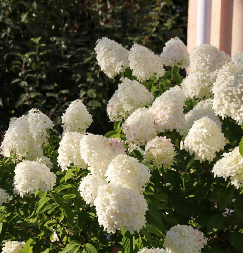 NatureNest Hortensia | 8 stuks