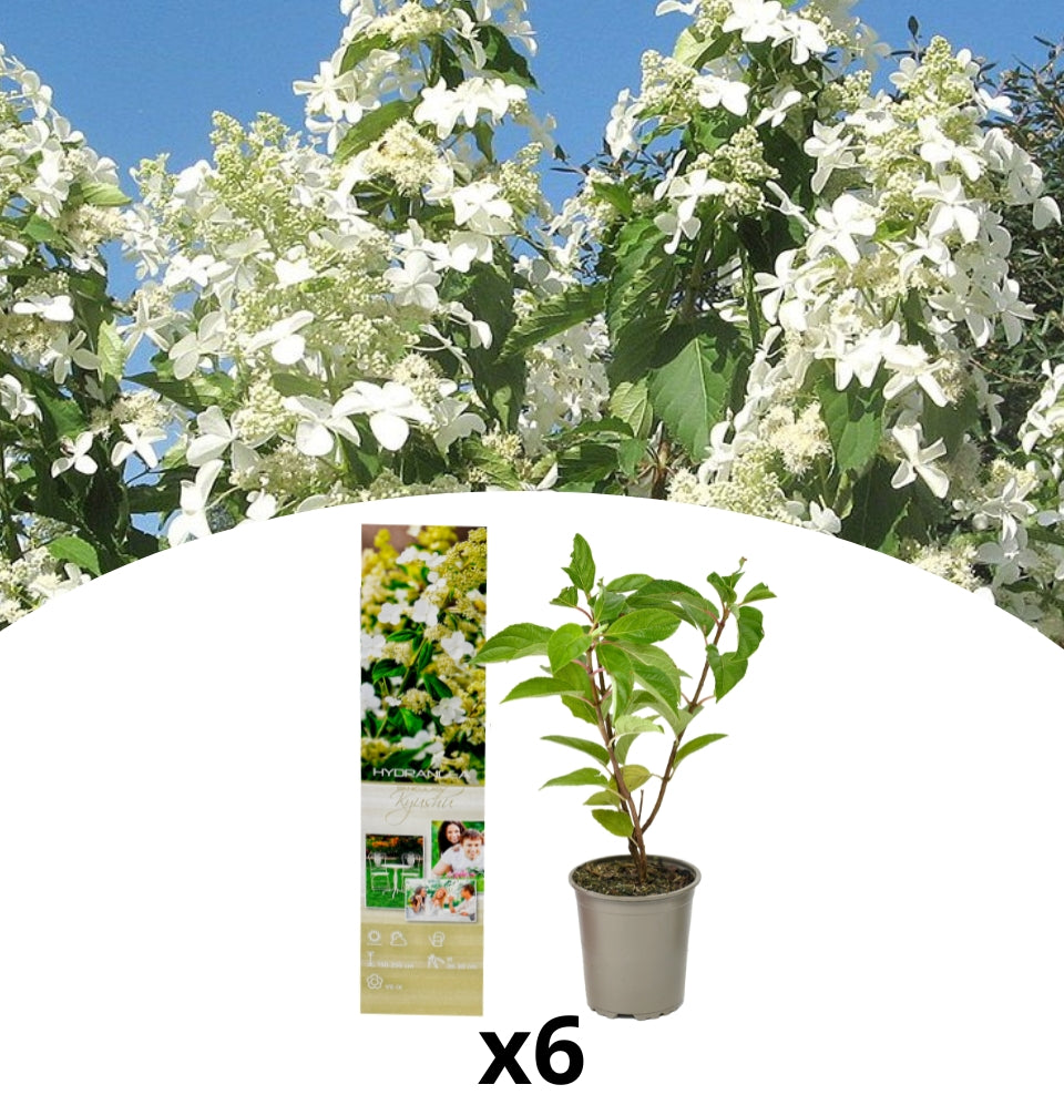 Defina van 6 Kyushu Hortensia com inteligência