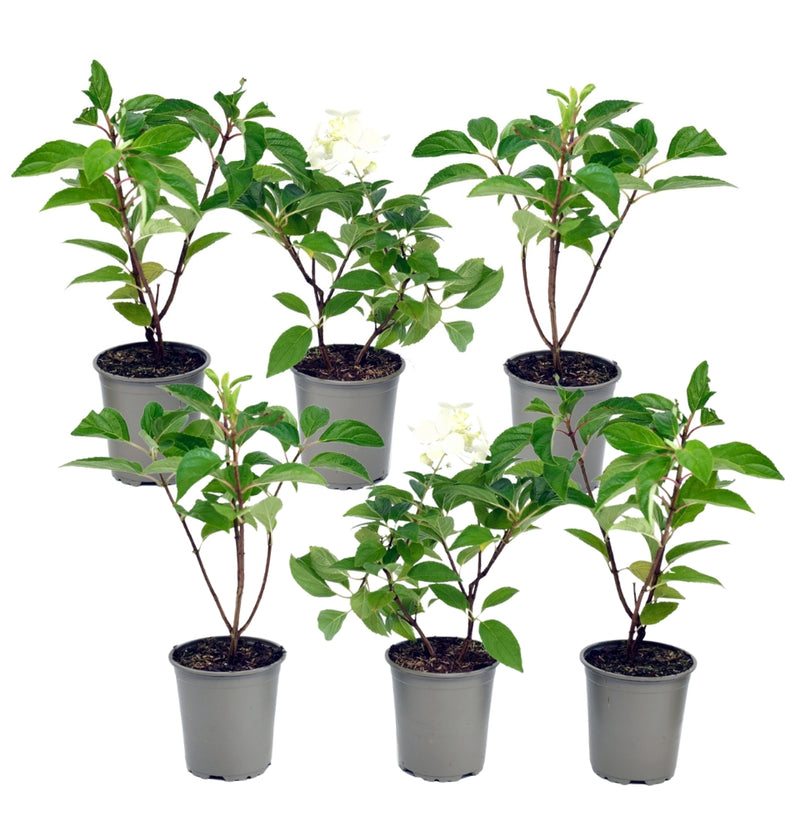 NatureNest - Set van 6 Kyushu Hortensia's in wit