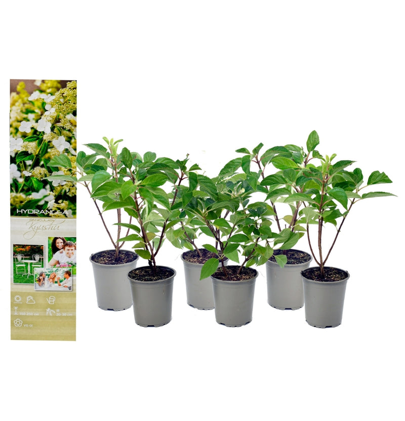 NatureNest - Set van 6 Kyushu Hortensia's in wit