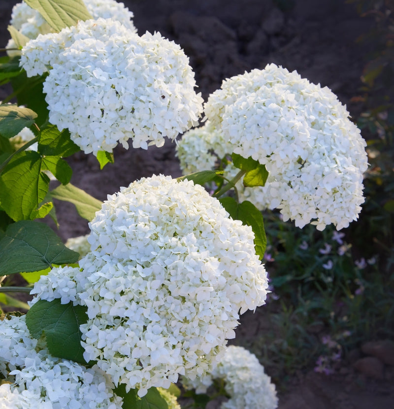 NatureNest - Set van 6 hortensia's Annabelle wit