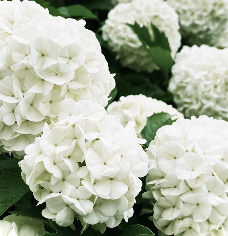 NatureNest - Set van 6 hortensia's Annabelle wit