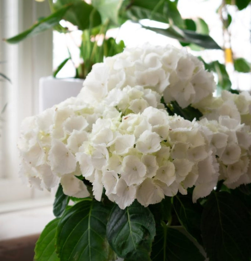 NatureNest - Set van 6 hortensia's Annabelle wit