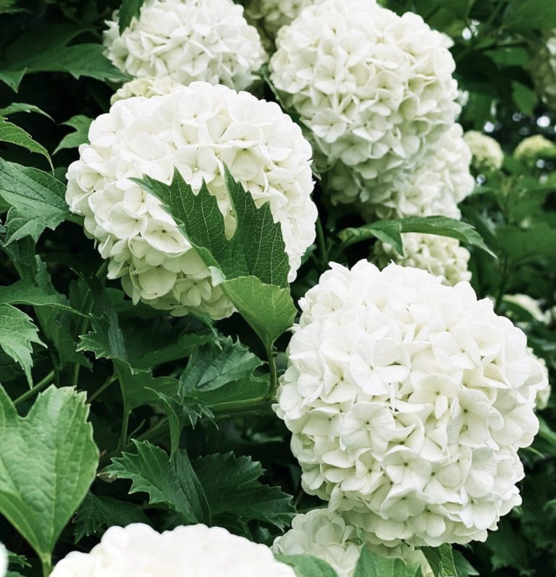 NatureNest - Set van 6 hortensia's Annabelle wit