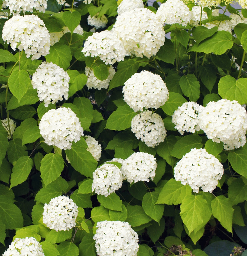 NatureNest - Set van 6 hortensia's Annabelle wit