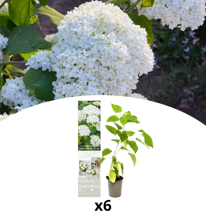 NatureNest - Set van 6 hortensia's Annabelle wit