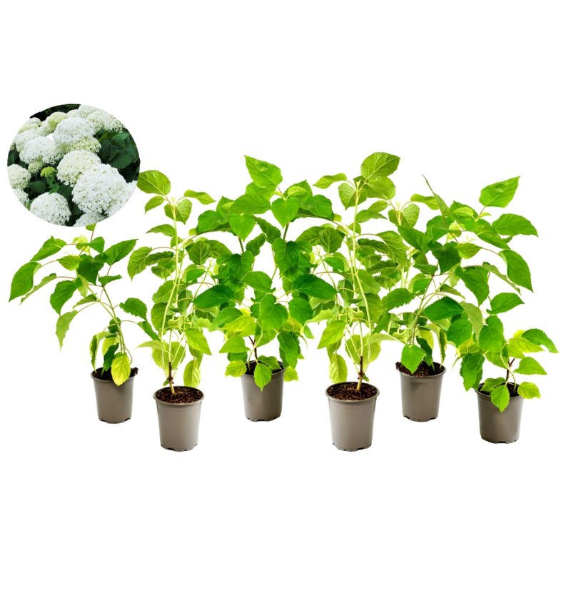 NatureNest - Set van 6 hortensia's Annabelle wit