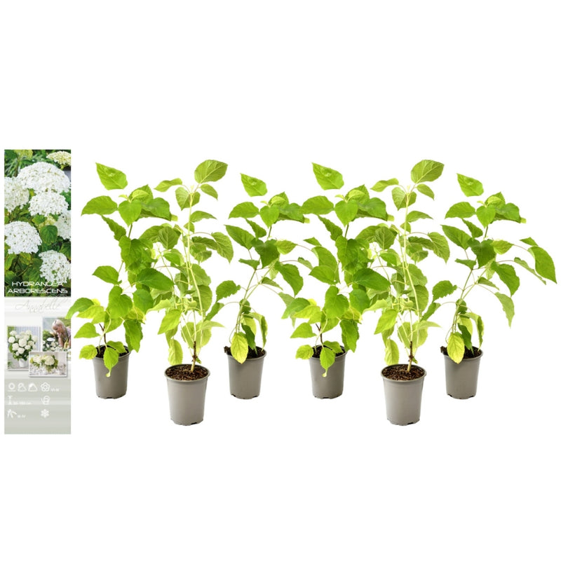 NatureNest - Set van 6 hortensia's Annabelle wit