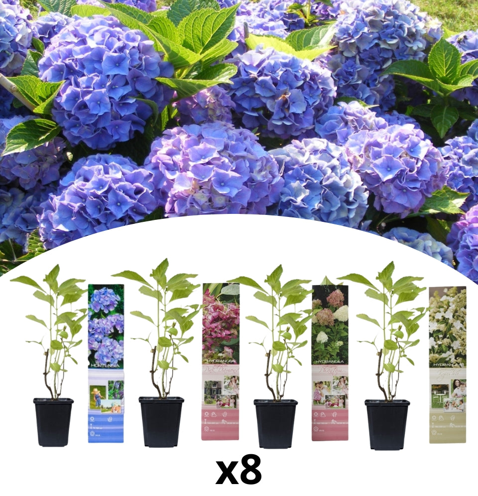 Hortensia OH2 | 8 pièces