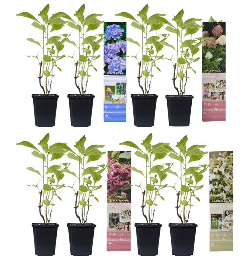 NatureNest Hortensia | 8 stuks