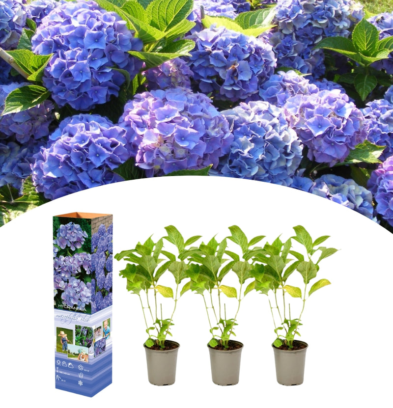 Set mit 3 Macrophylla-Hortensien in Blau