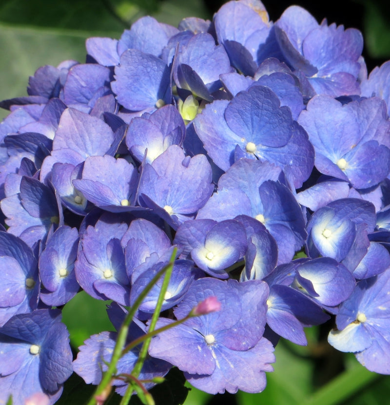 Set mit 3 Macrophylla-Hortensien in Blau