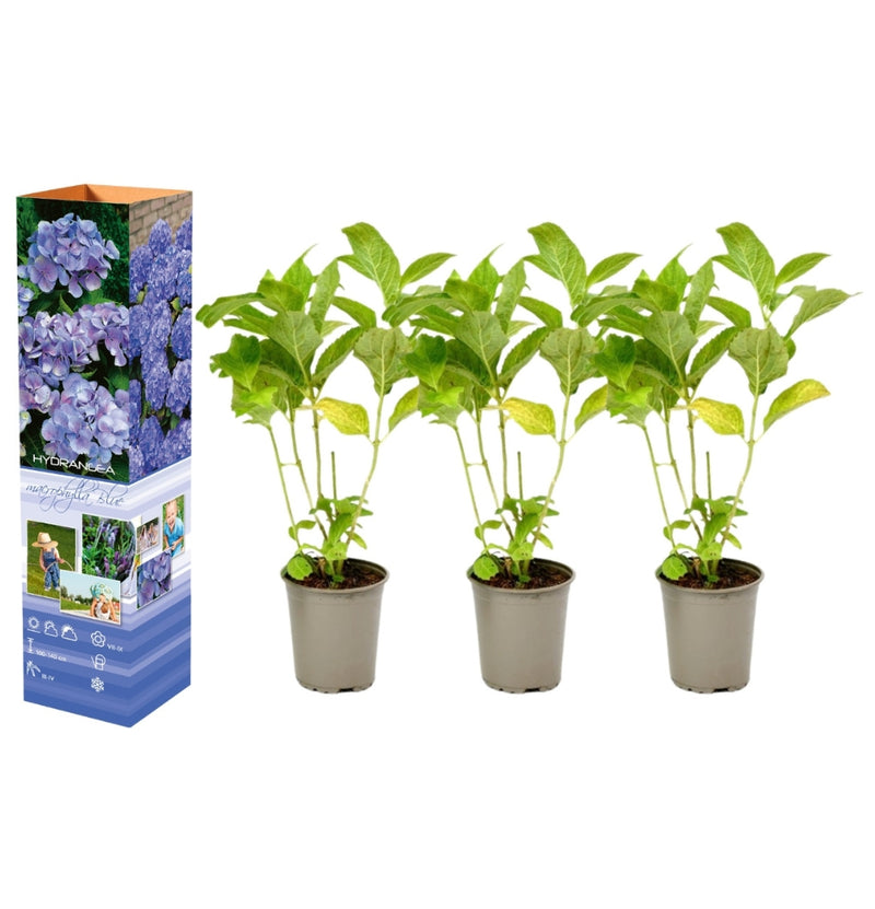 Set mit 3 Macrophylla-Hortensien in Blau