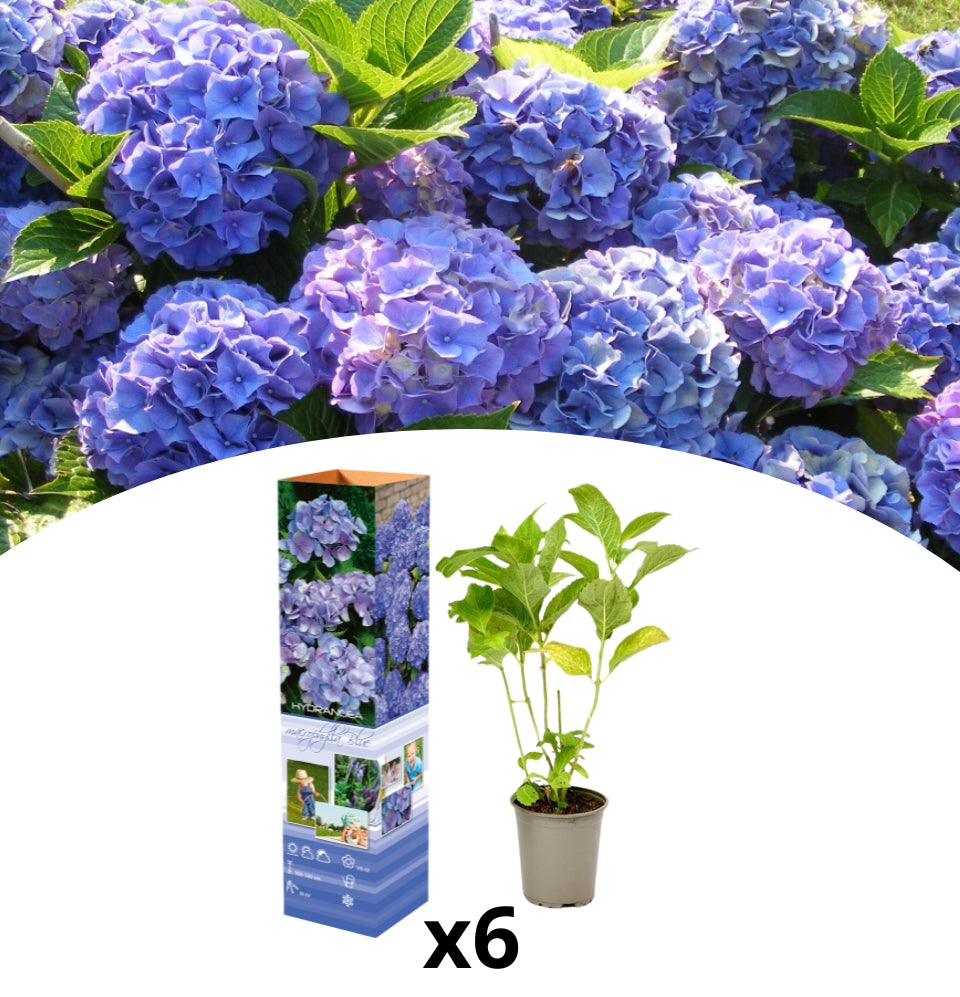 Conjunto de 6 hortênsias Macrophylla em azul