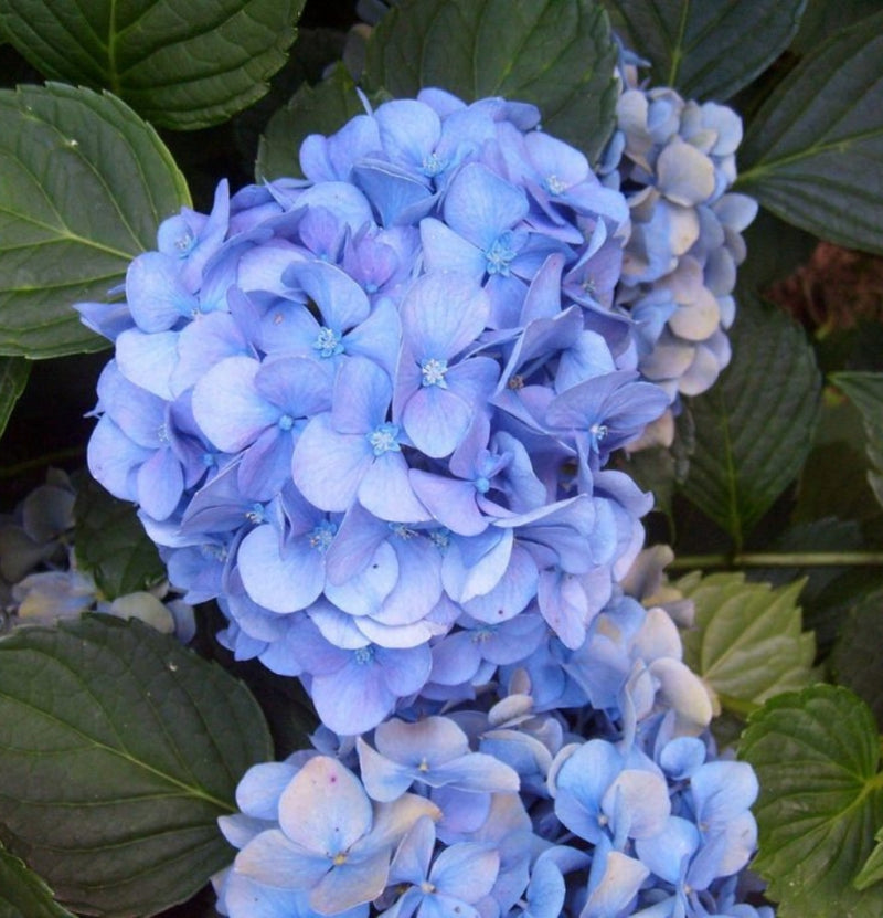 Conjunto de 6 hortênsias Macrophylla em azul