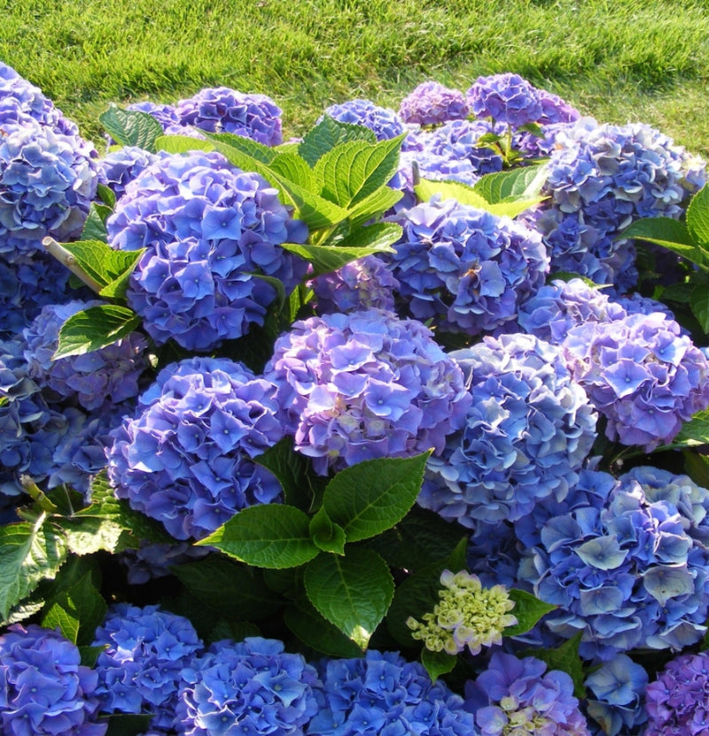 Conjunto de 6 hortênsias Macrophylla em azul